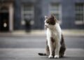 Gatto Larry compie 15 anni di servizio, è Chief Mouser a Downing Street