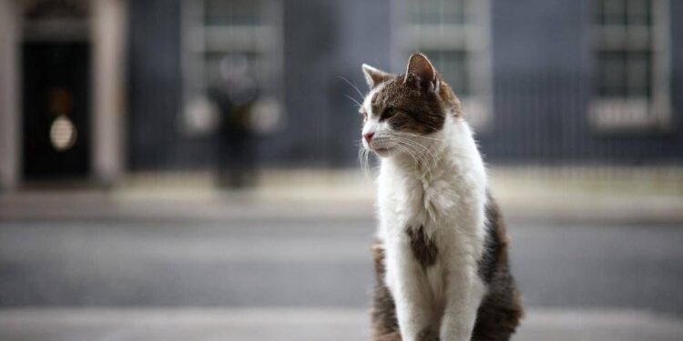 Gatto Larry compie 15 anni di servizio, è Chief Mouser a Downing Street