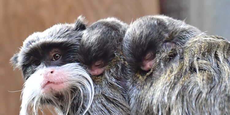 Al Bioparco di Roma sono nati due tamarini imperatore