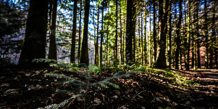 Coldiretti e Federforeste, ‘serve una svolta nella gestione dei boschi’