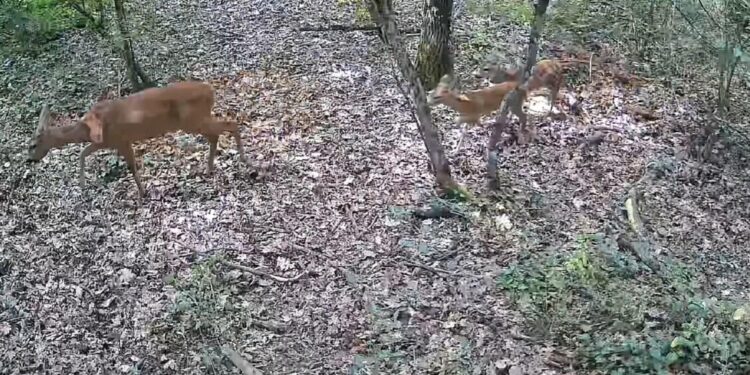Capriolo lo carica e lo colpisce al petto, muore uomo in mountain bike