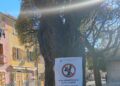 A Sestri Levante nuova ordinanza, non ci si può arrampicare sugli alberi