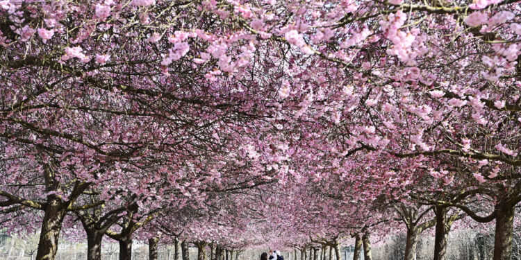 Venaria Reale, oltre 31.000 visitatori paganti per il weekend di Pasqua