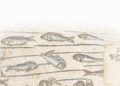 A Ravenna la mostra ‘La pietra di Aurisina sulle rotte adriatiche’