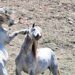 Un branco di cavalli bradi aggredisce il loro cane, una famiglia soccorsa in elicottero