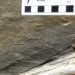 Il mistero del Paleodictyon: ecco chi disegna esagoni nei fondali marini da mezzo miliardo di anni