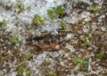 Coldiretti Puglia, grandine e bombe d’acqua su tendoni di uva, danni