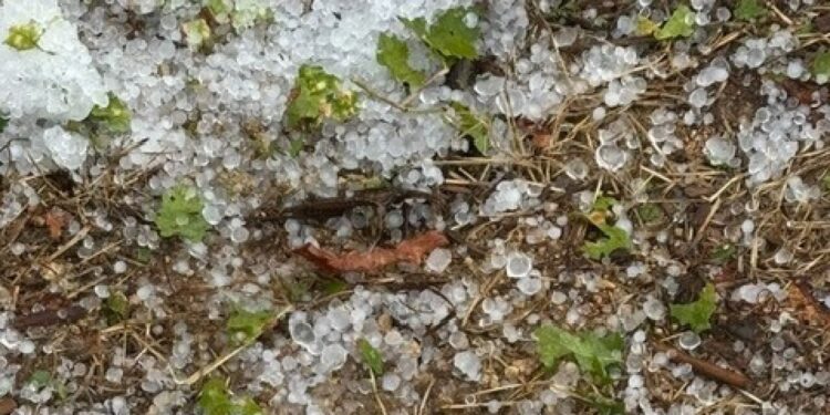 Coldiretti Puglia, grandine e bombe d’acqua su tendoni di uva, danni