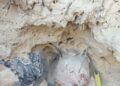 Scoperta archeologica a Sant’Elpidio a Mare, riaffiora una tomba picena