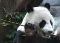 Due panda giganti dalla Cina in volo verso uno zoo negli Usa