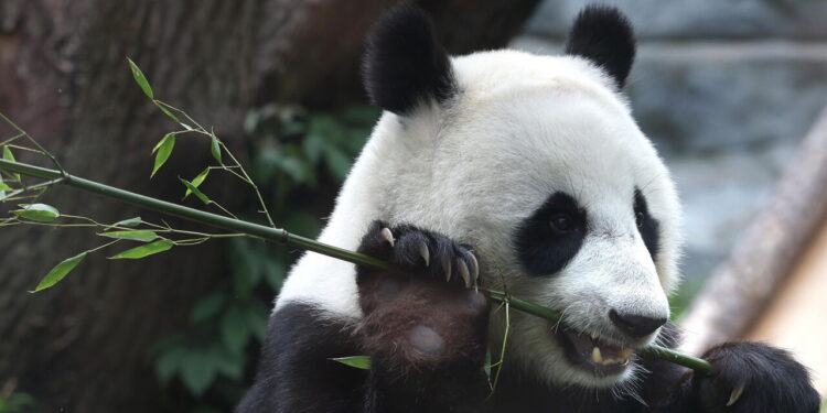 Due panda giganti dalla Cina in volo verso uno zoo negli Usa