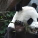 Due panda giganti dalla Cina in volo verso uno zoo negli Usa