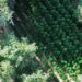 Una piantagione di cannabis da 400 metri quadrati sequestrata nel Foggiano