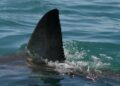 Australia, squalo attacca e uccide nuotatore a Perth