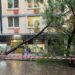 Ondata di maltempo, crolla un albero nel centro di Napoli
