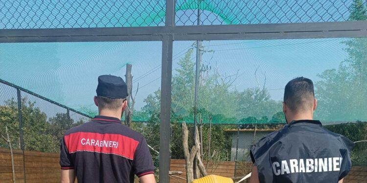 In casa ha due serval, felini vietati confiscati nel Bresciano