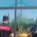 In casa ha due serval, felini vietati confiscati nel Bresciano