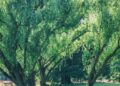 Nel 2025 quasi 3,7 milioni di alberi piantati in Italia, spinta dal Pnrr