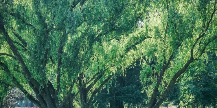 Nel 2025 quasi 3,7 milioni di alberi piantati in Italia, spinta dal Pnrr