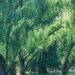 Nel 2025 quasi 3,7 milioni di alberi piantati in Italia, spinta dal Pnrr